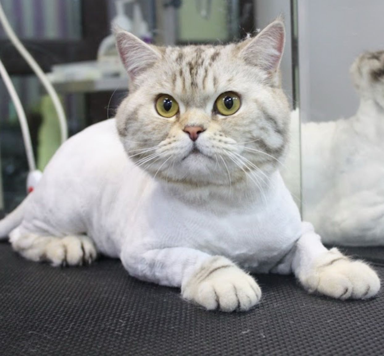 Professional cat grooming services in Melbourne – Velvet Paws Grooming