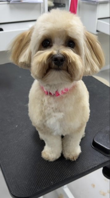 Cute dog grooming services in Greenvale – Velvet Paws Melbourne