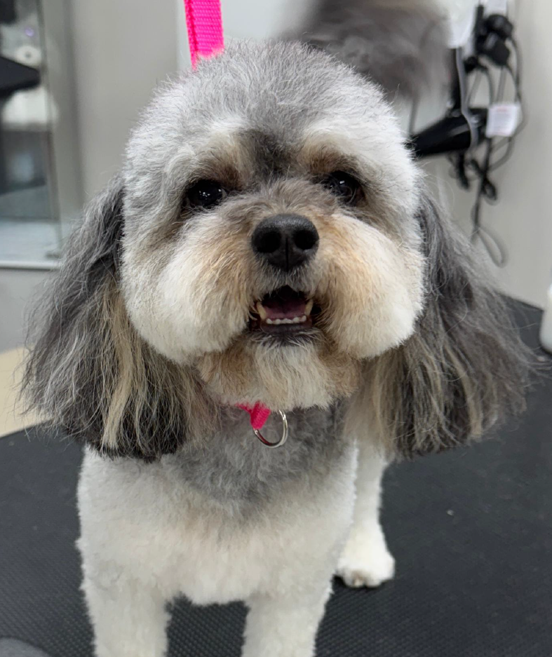 Dog hair colouring services Melbourne – Velvet Paws Grooming
