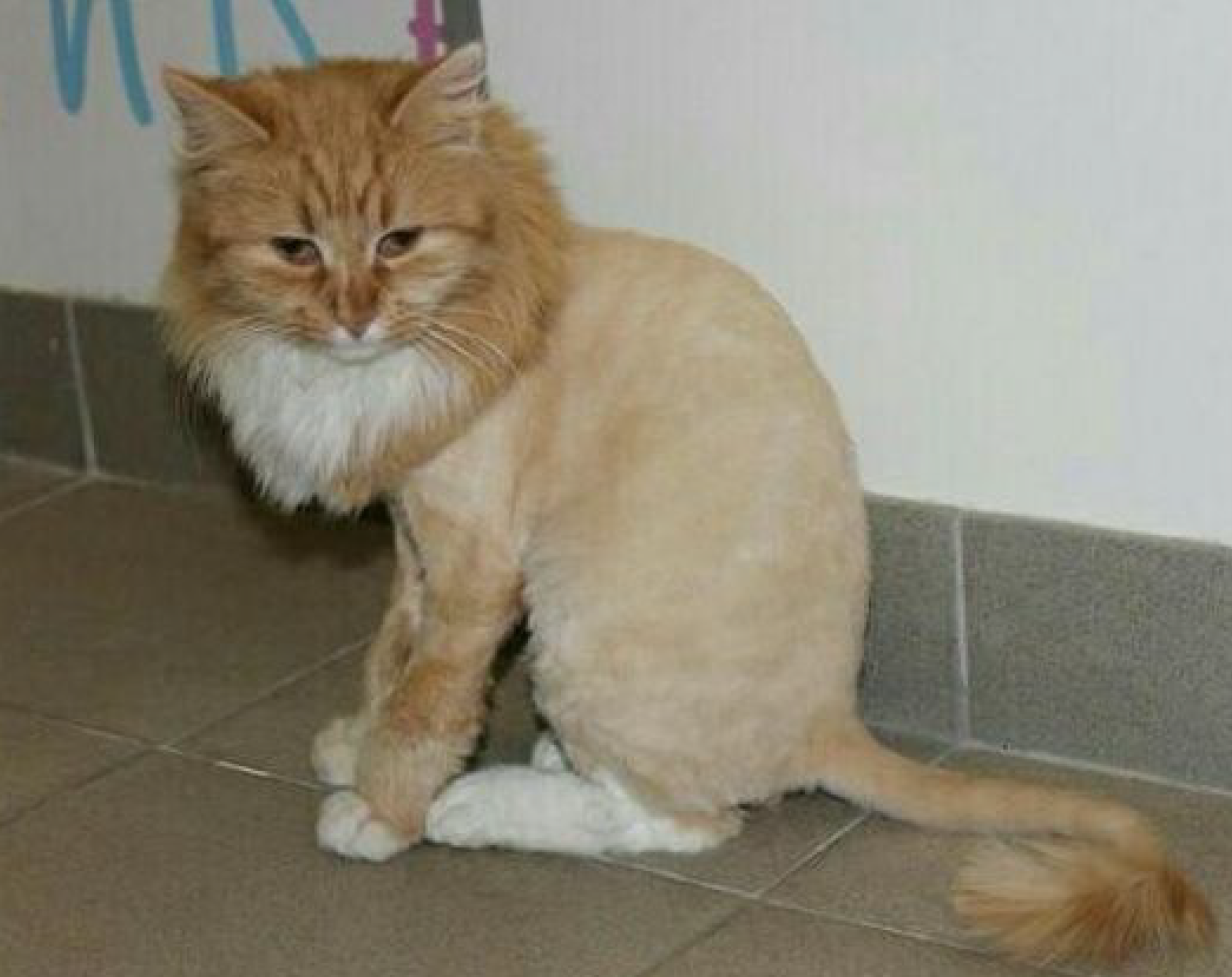 Gentle cat bathing and grooming Melbourne – Velvet Paws Groomer