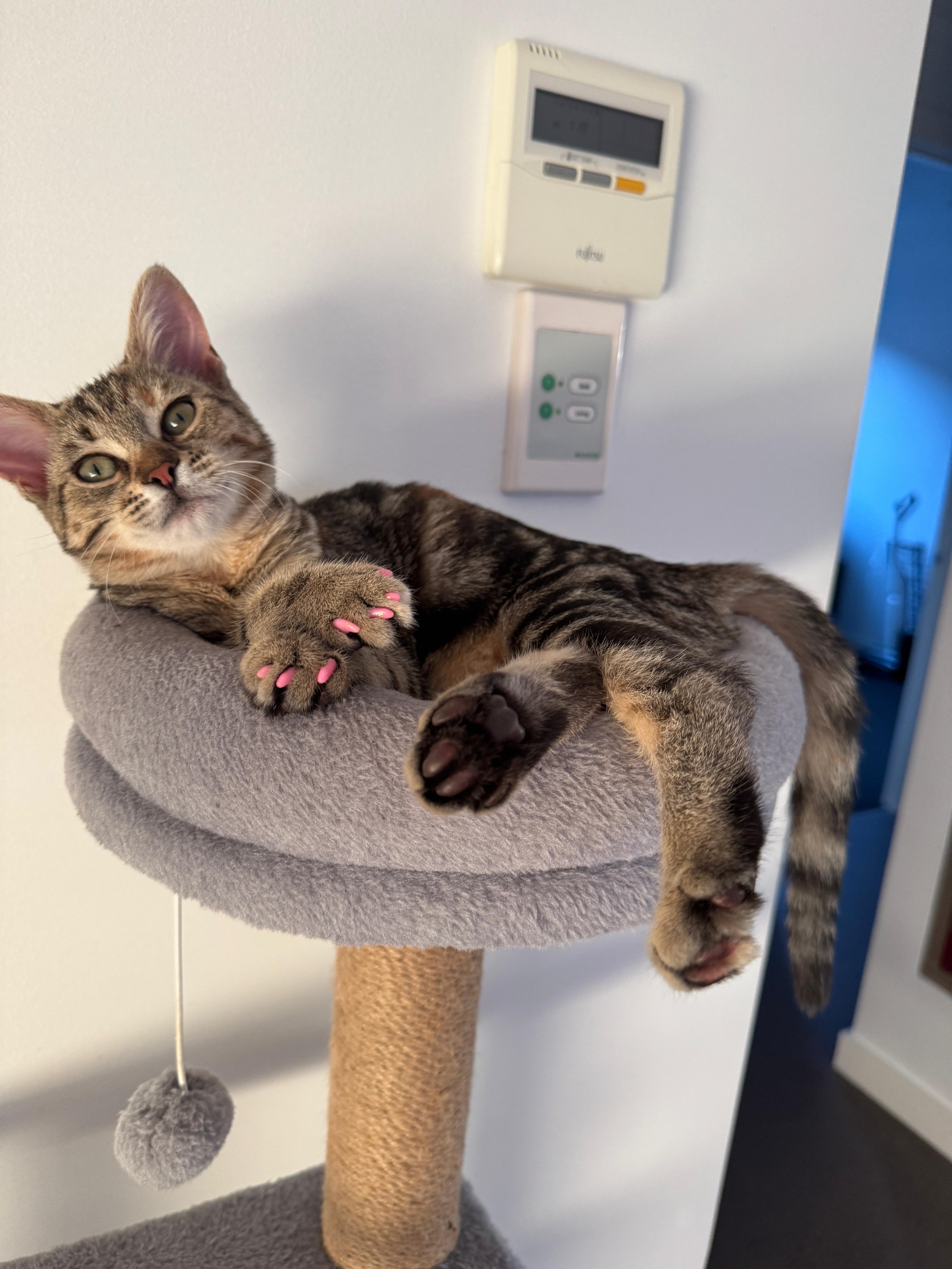 Luxury cat grooming in Greenvale, Melbourne – Velvet Paws Pet Spa