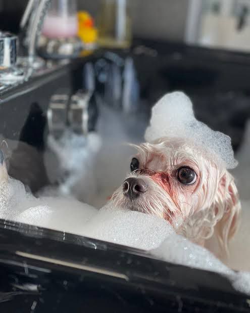 Professional dog haircut services Greenvale, Melbourne – Velvet Paws Grooming